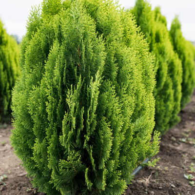 CUPRESSUS MACRO. WILMA STANDARD - 10LT