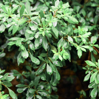 PITTOSPORUM VIRIDIFLORUM 20LT