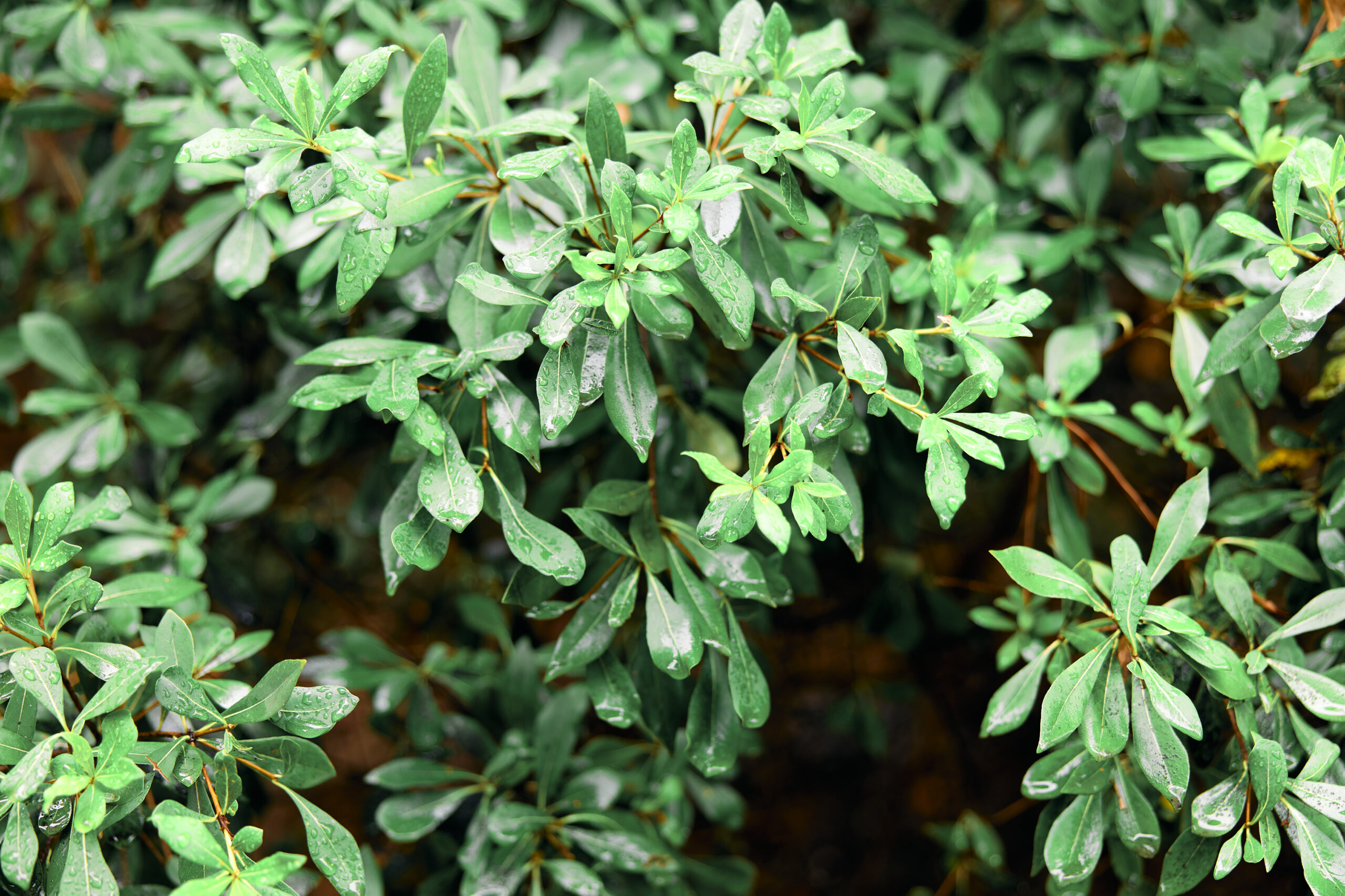 PITTOSPORUM VIRIDIFLORUM 20LT