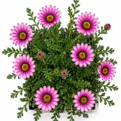 GAZANIA PINK VARIOUS 6 PACK
