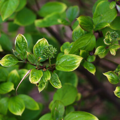 PITTOSPORUM TENUIFOLIUM NIGRESENS 100LT