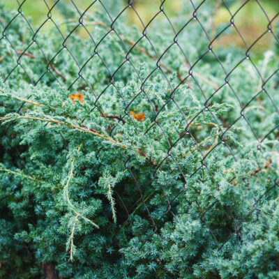 JUNIPERUS SCOPULORUM MOONGLOW 10LT
