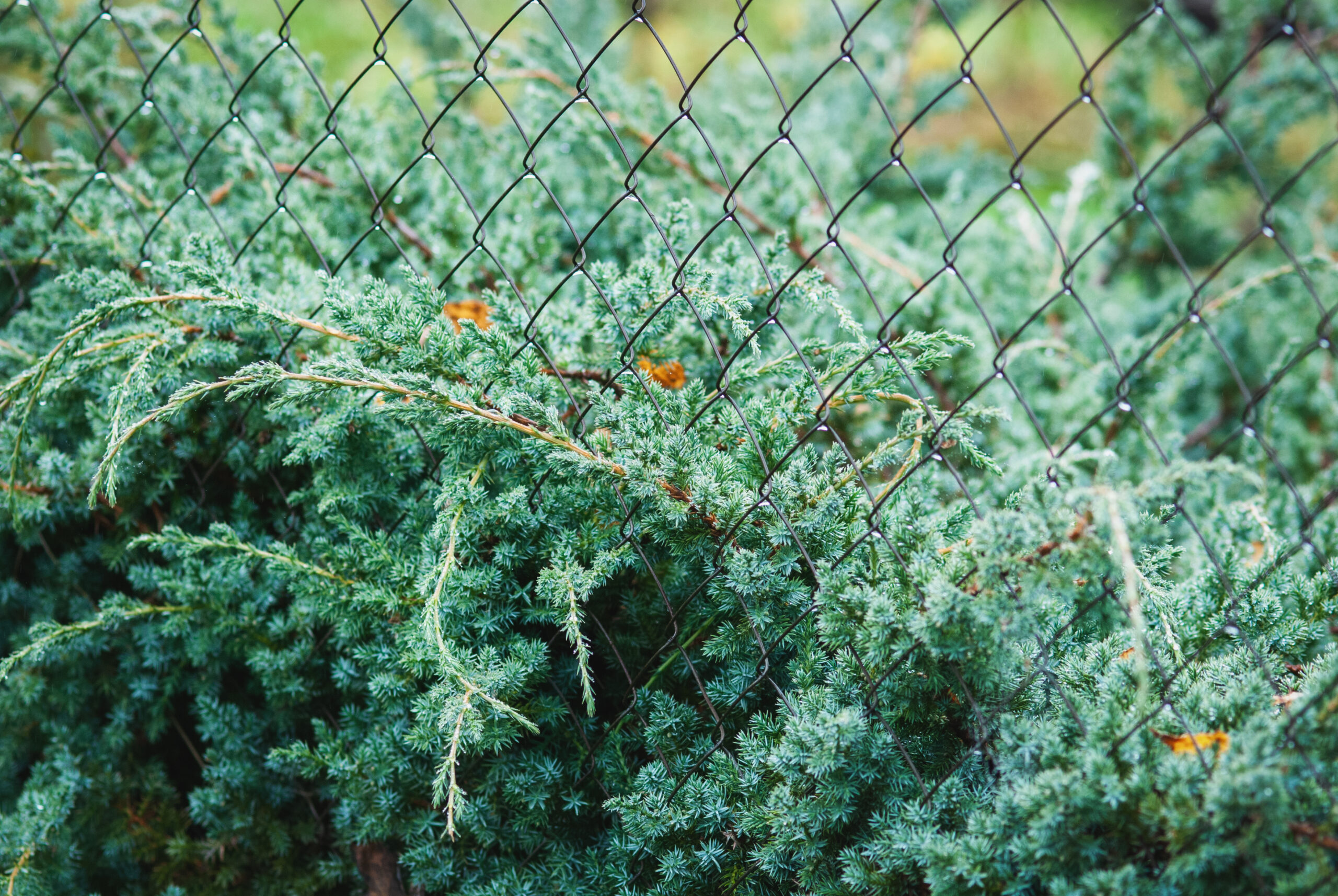 JUNIPERUS SCOPULORUM MOONGLOW 40LT