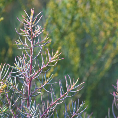 DODONEA VISCOSA PURPUREA - 20LT