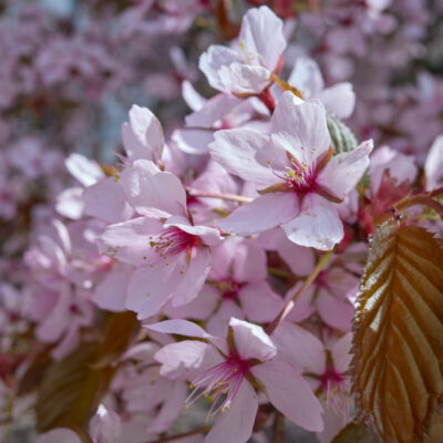PRUNUS SERRULATA FUGENZO 20LT