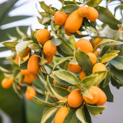 CITRUS KUMQUAT - 20LT