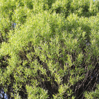 SEARSIA PENDULINA 100LT