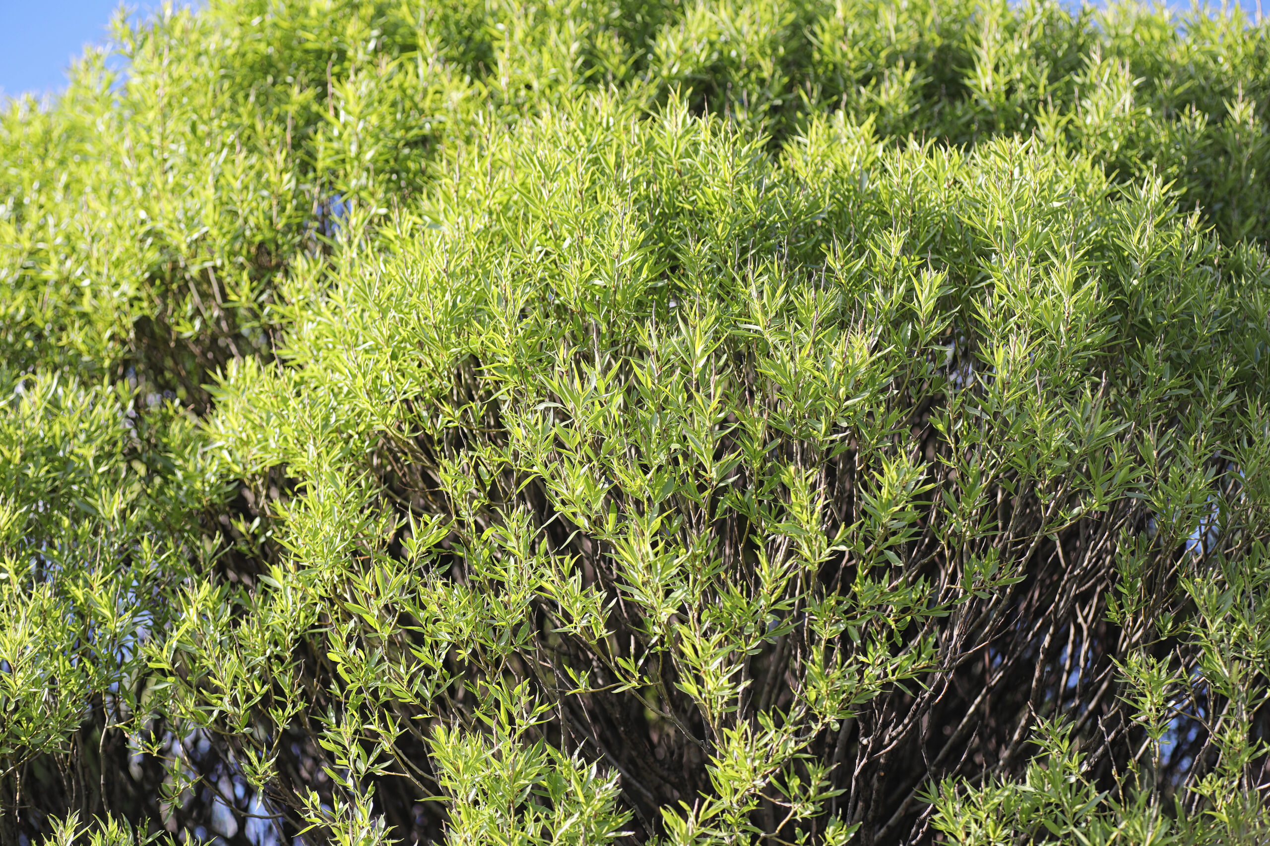SEARSIA PENDULINA 20LT