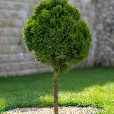 CUPRESSOCYPARIS LEYLANDII STANDARD - 20LT