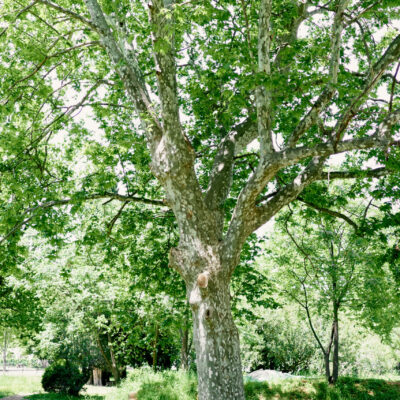 PLATANUS ACERIFOLIA 100LT