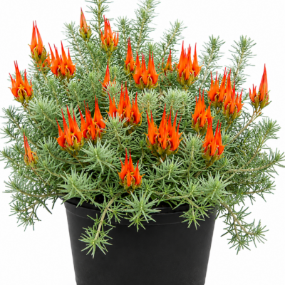 LOTUS BERTHELOTII 15CM POT
