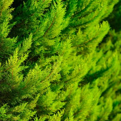 CUPRESSUS MACRO. GOLD CREST STANDARD - 10LT