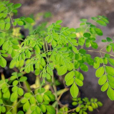 MORINGA OLEIFERA 10LT