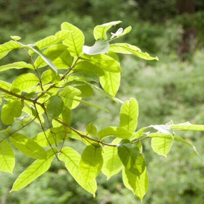 XYLOSMA SENTICOSA 100LT