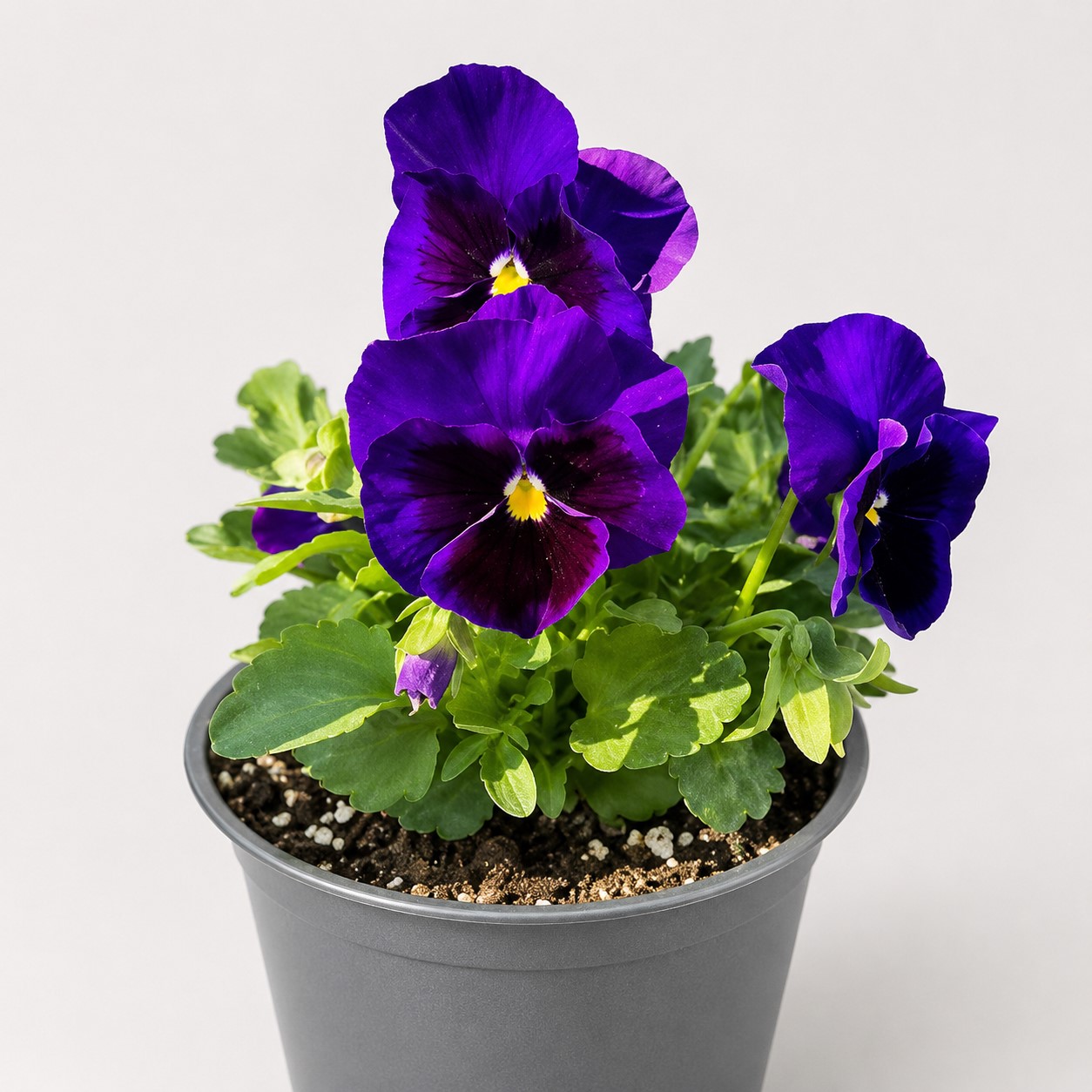 PANSY BLUE 6 PACK
