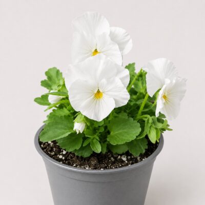 PANSY WHITE 6 PACK