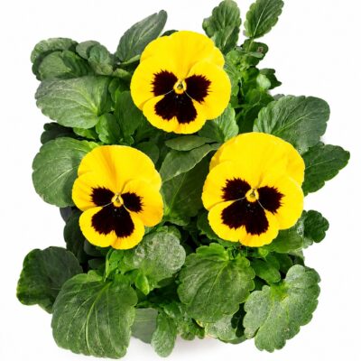 PANSY YELLOW 6 PACK SEEDLINGS