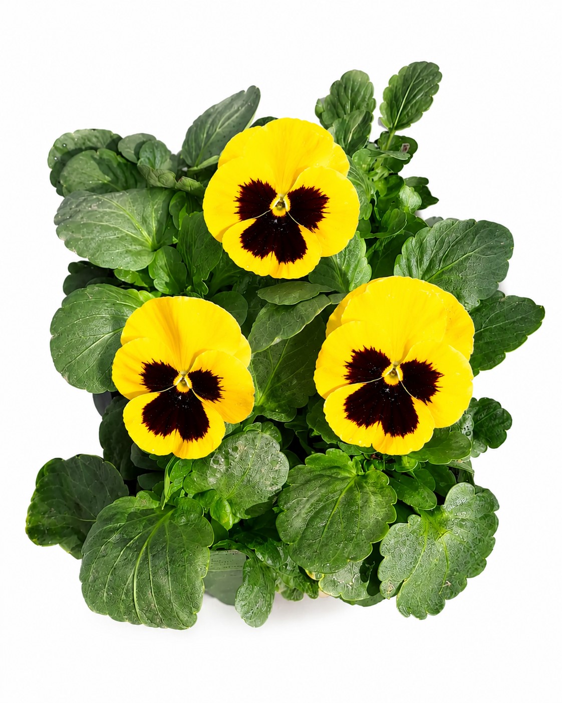 PANSY YELLOW 6 PACK SEEDLINGS