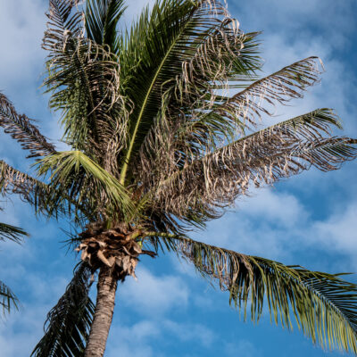 COCOS PALM - 20LT