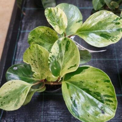 PEPEROMIA USA 12CM