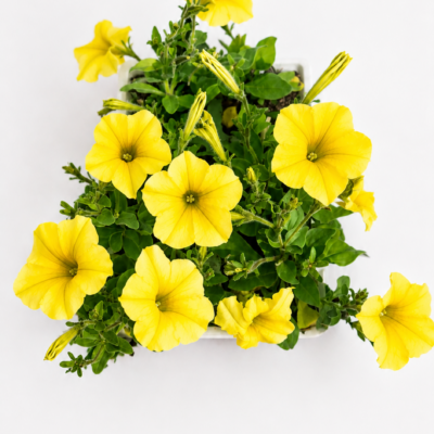 PETUNIA YELLOW 6 PACK