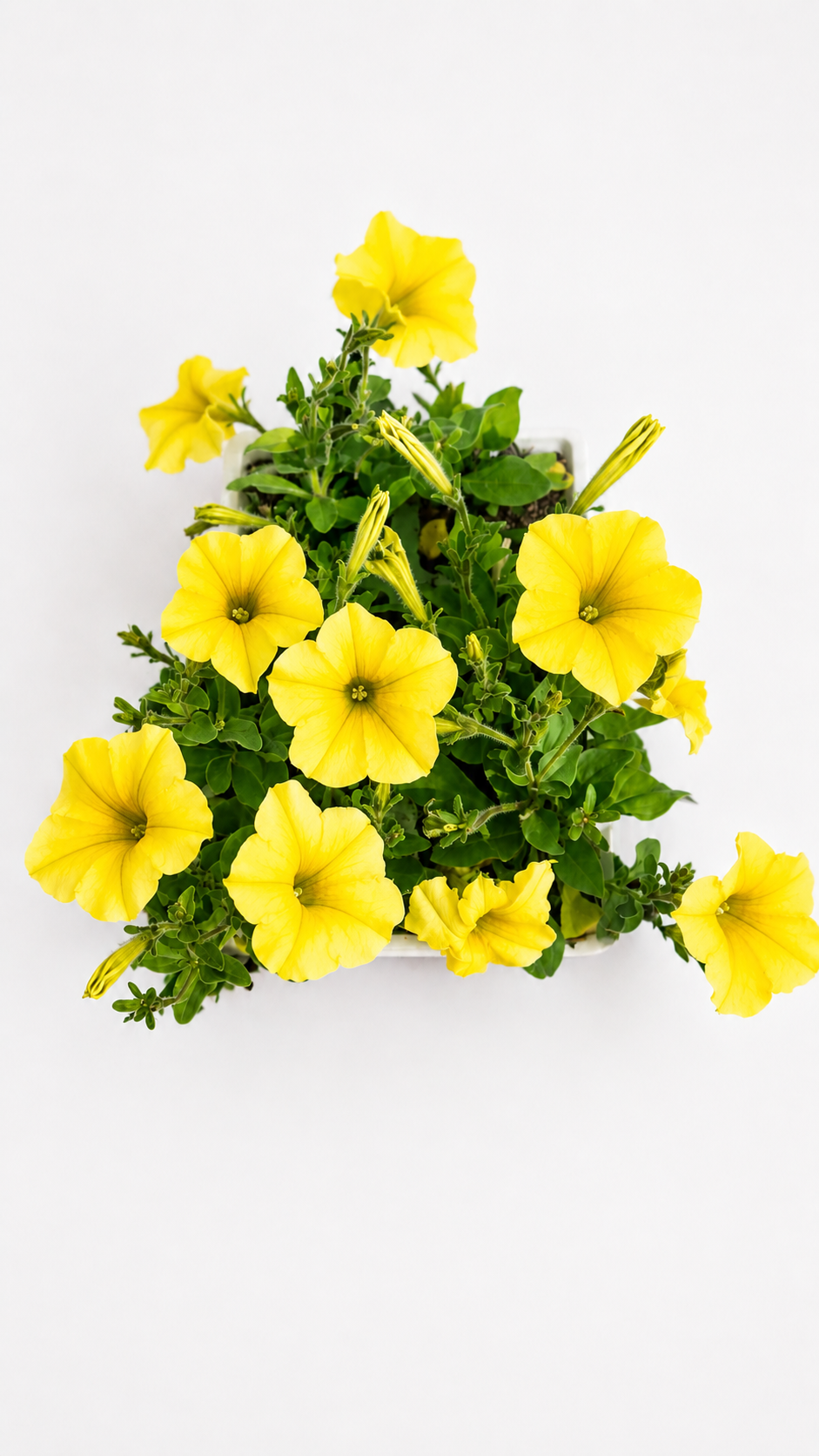 PETUNIA YELLOW 6 PACK