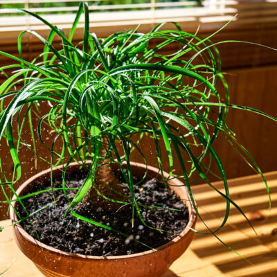 BEAUCARNEA RECURVATA (PONY PALM) - 40LT