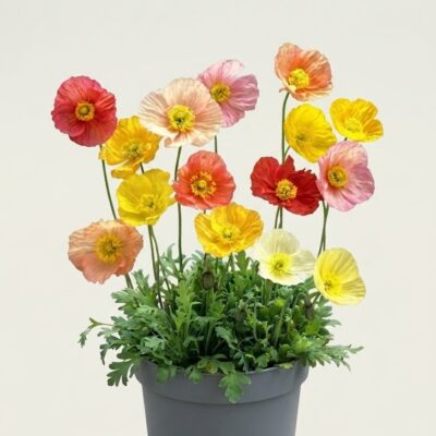 POPPY MIX 6 PACK
