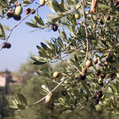 OLIVE FRANTOIO 20LT
