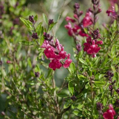 INDIGOFERA FRUTESCENS 20LT