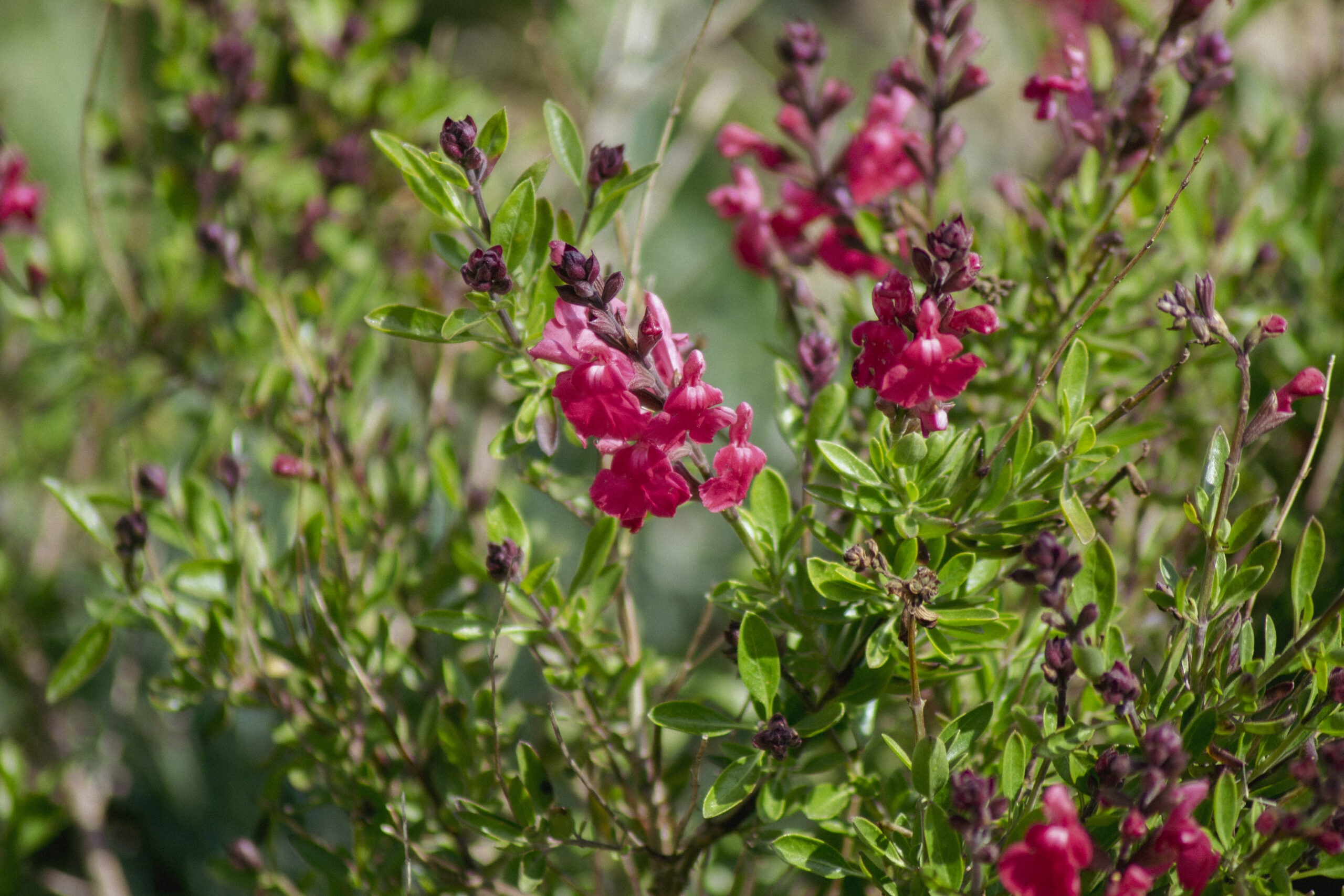INDIGOFERA FRUTESCENS 20LT