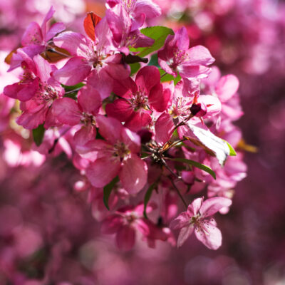 MALUS PURPUREA (PINK) 20LT
