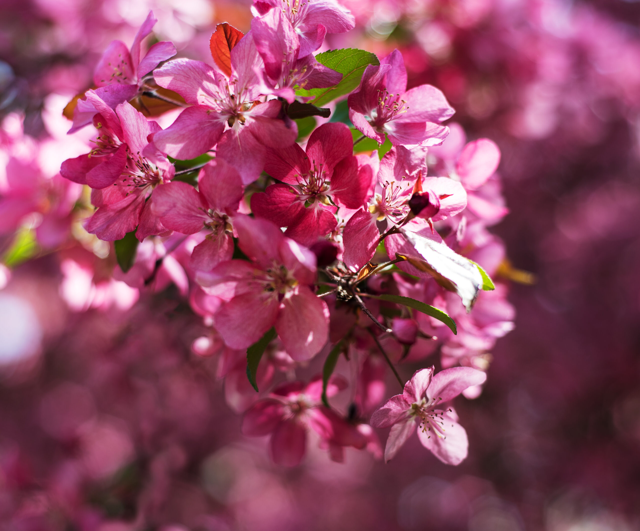 MALUS PURPUREA (PINK) 40LT