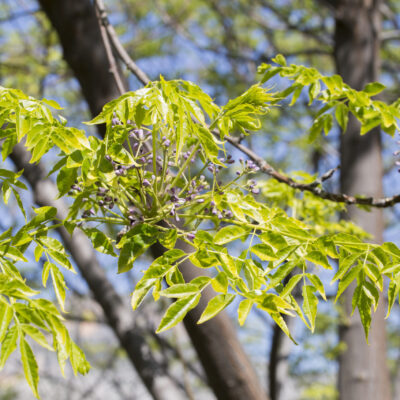 FRAXINUS AMERICANA - 20LT