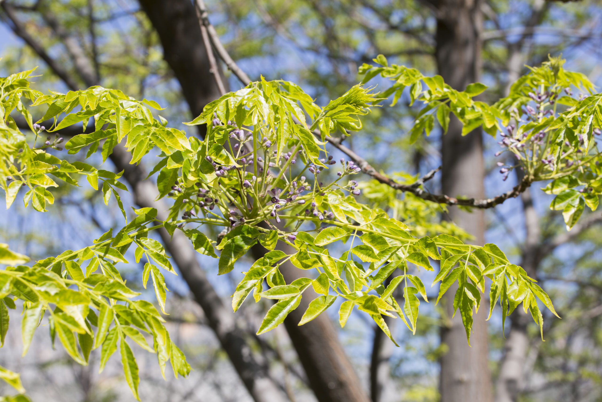 FRAXINUS AMERICANA - 20LT