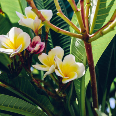 PLUMERIA (FRANGIPANI) 20LT