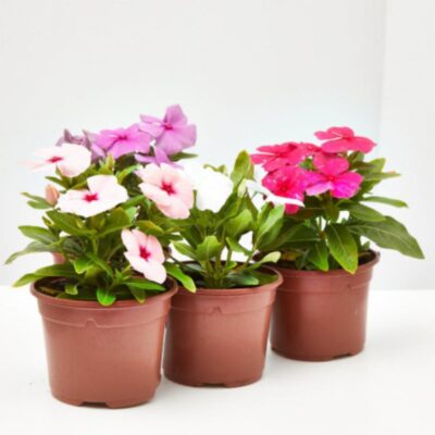 VINCA MIX 6 PACK