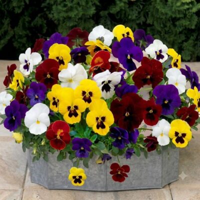 VIOLA MIX 6 PACK