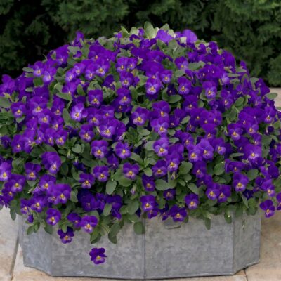 VIOLA PURPLE 6 PACK