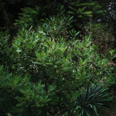 SYZIGIUM GUINEENSE 20LT