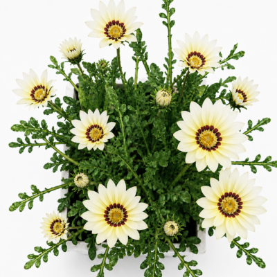 GAZANIA WHITE 6 PACK