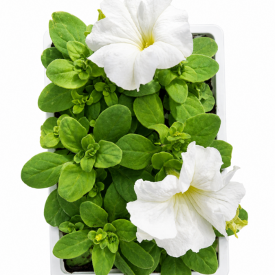 PETUNIA WHITE 6 PACK