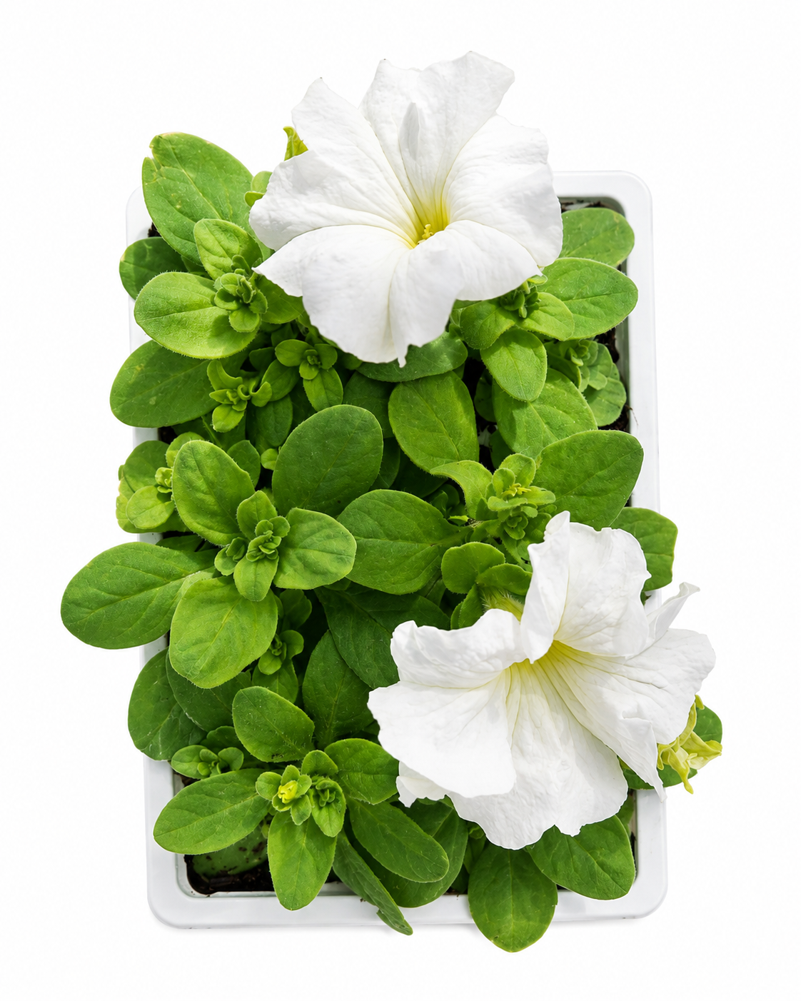 PETUNIA WHITE 6 PACK