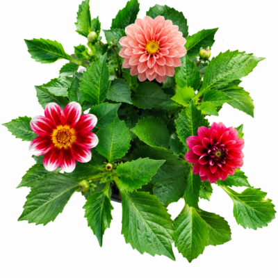 DAHLIA VARIOUS 6 PACK