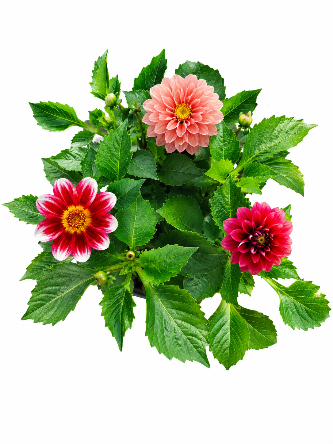DAHLIA VARIOUS 6 PACK