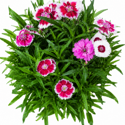 DIANTHUS VARIOUS 30 PACK