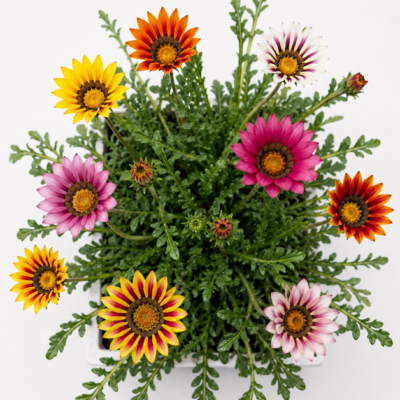 GAZANIA MIX 6 PACK