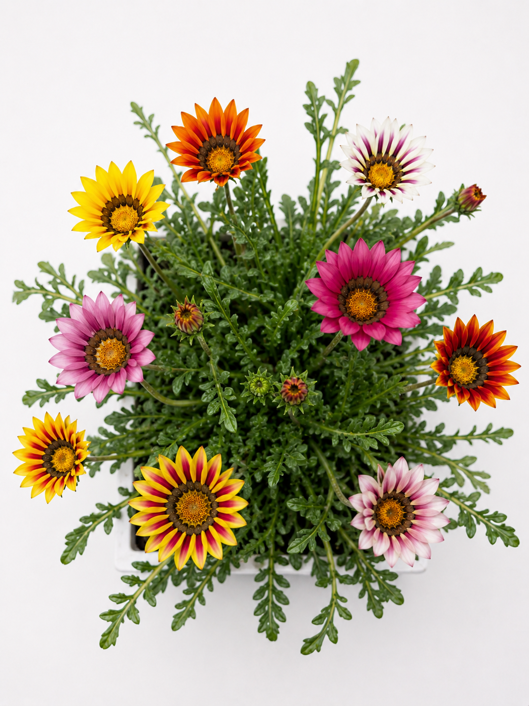 GAZANIA MIX 6 PACK