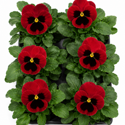 PANSY RED 6 PACK