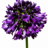 AGAPANTHUS BLACK JACK PBR 19CM